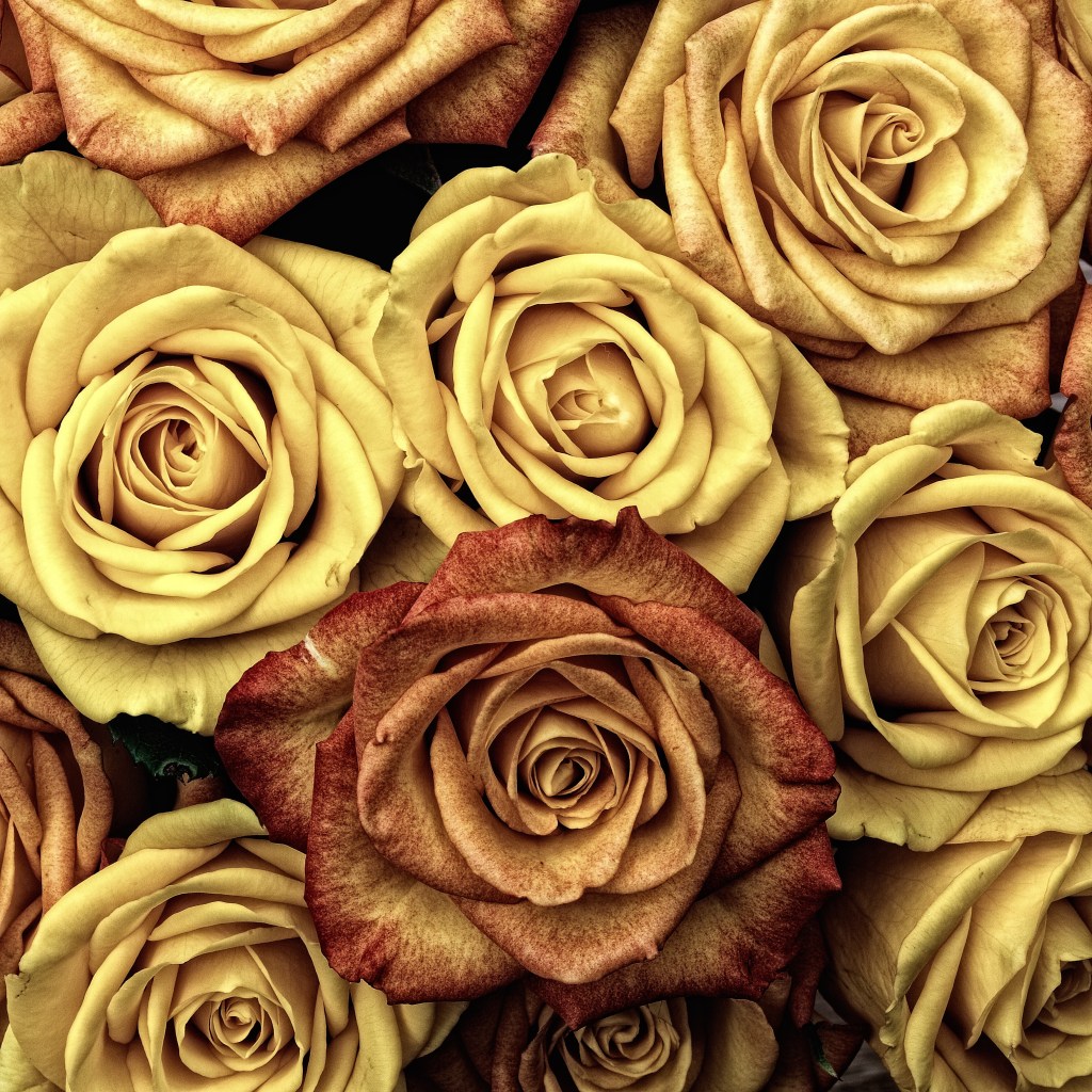 roses_flower_love
