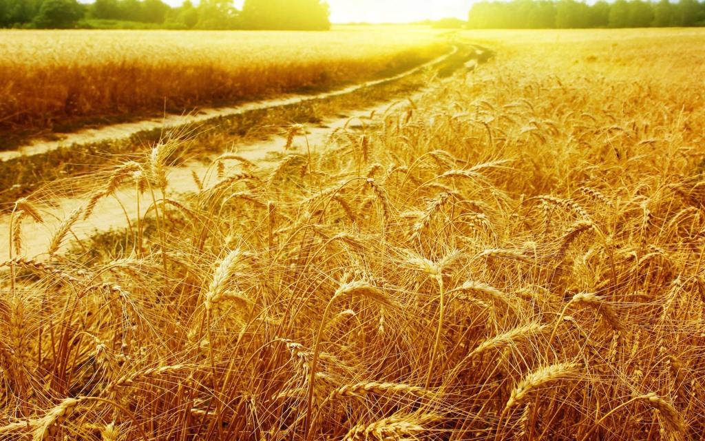 the_golden_fields