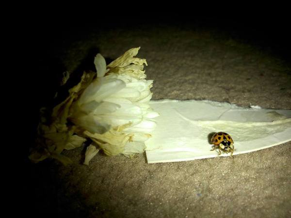 ladybird