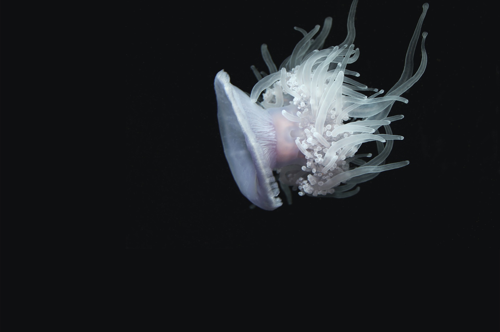 jelly-fish-1209026_1920