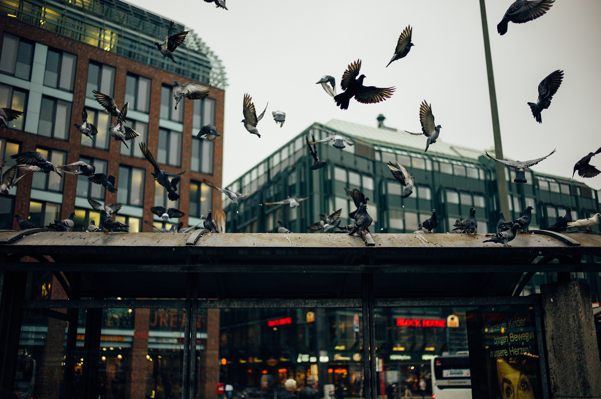 pigeons-1209054_1920