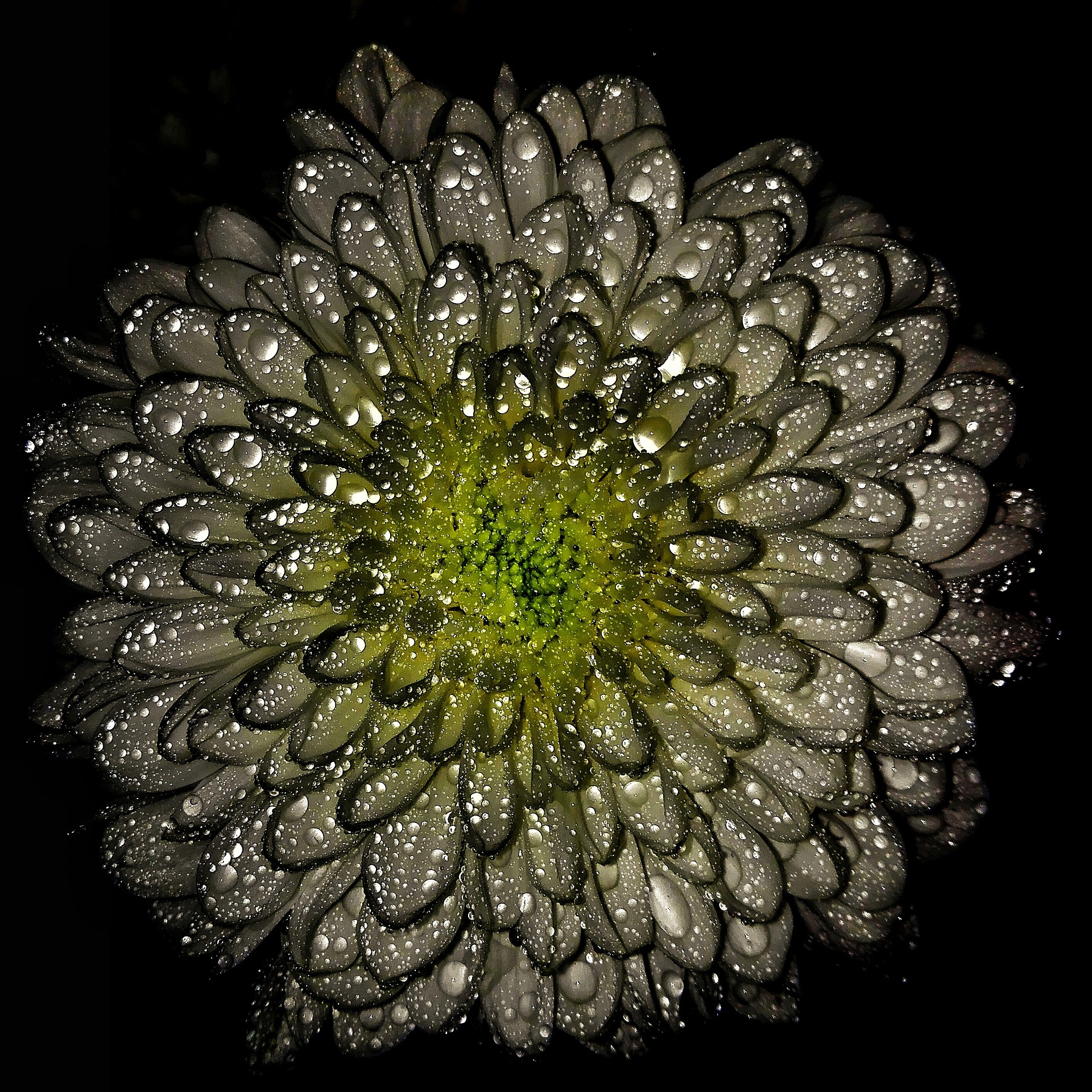 flowers-1343745_1920