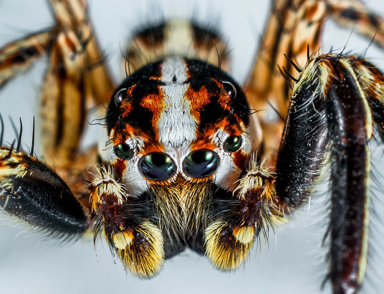 jumping-spider-300444_1280