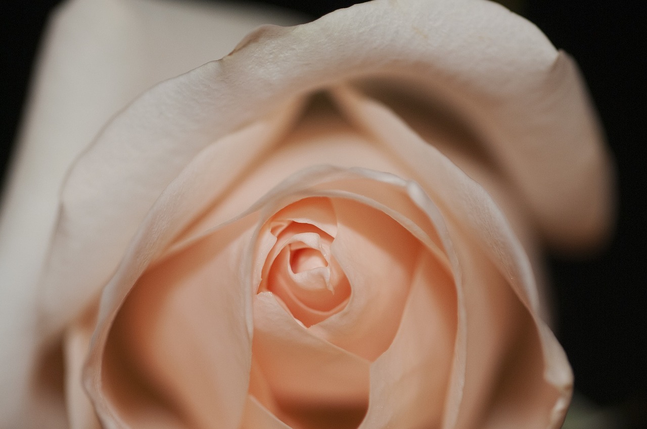rose-690096_1280