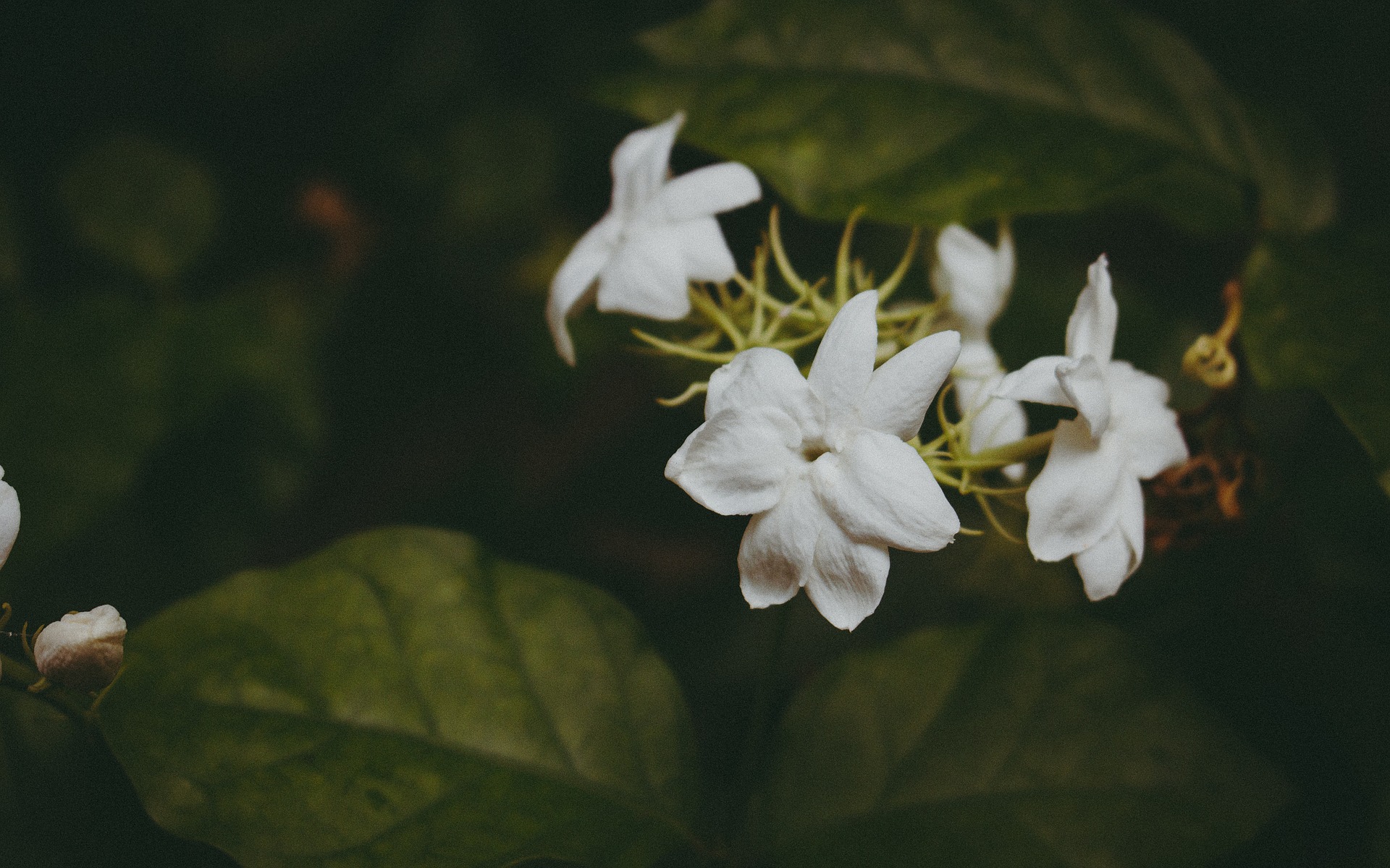 flower-1246614_1920