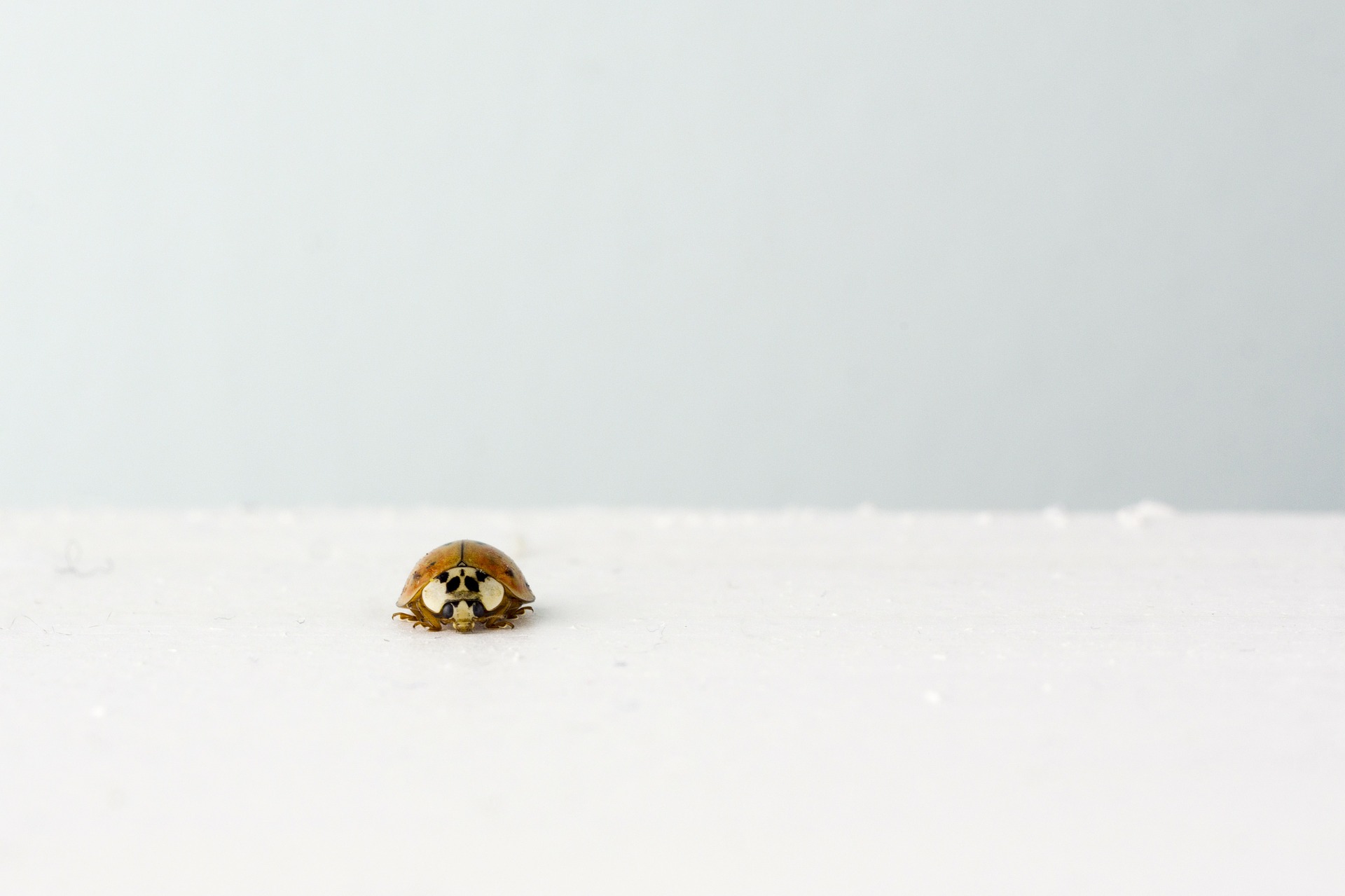 ladybeetle-238517_1920