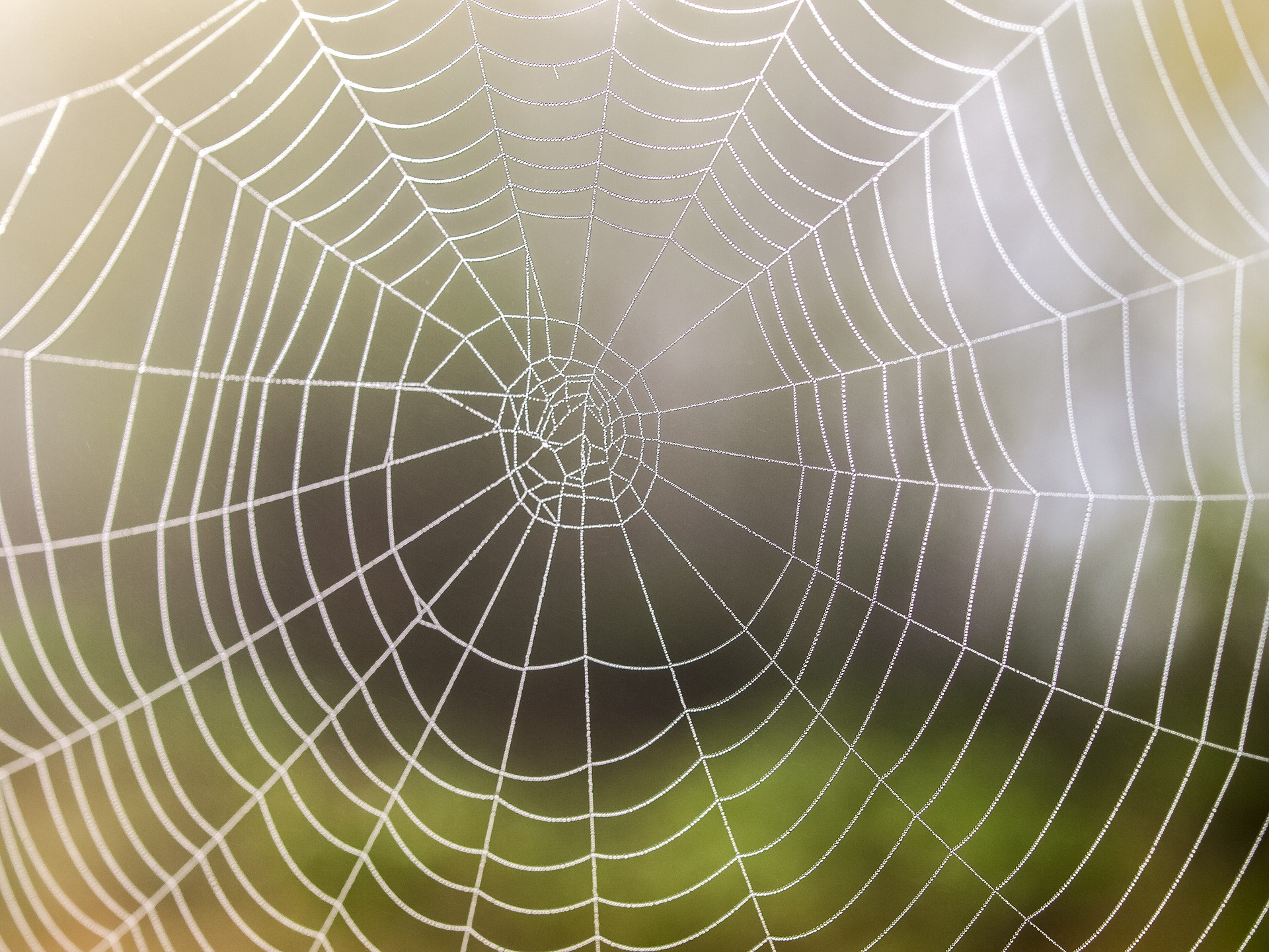 cobweb-2386310_1920