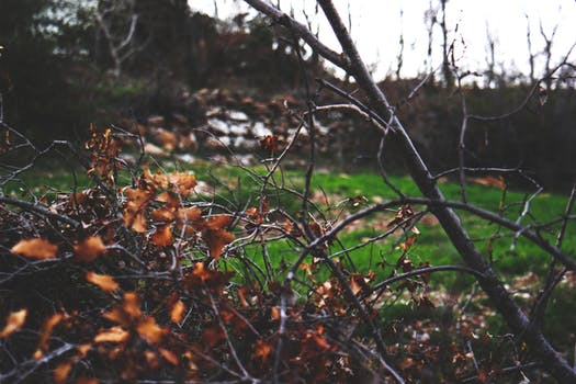 pexels-photo-68254