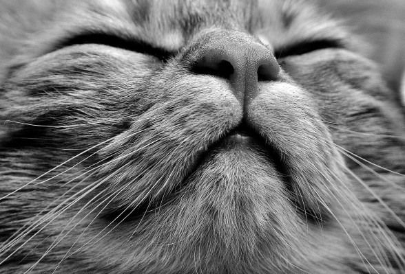 cat-2495326_1920