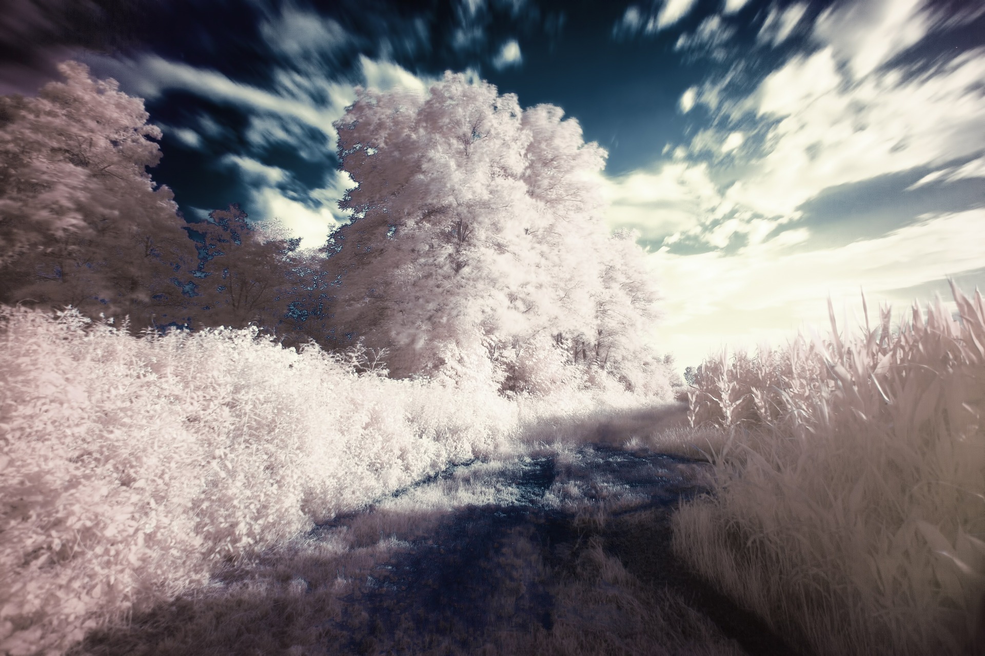 infrared-407191_1920