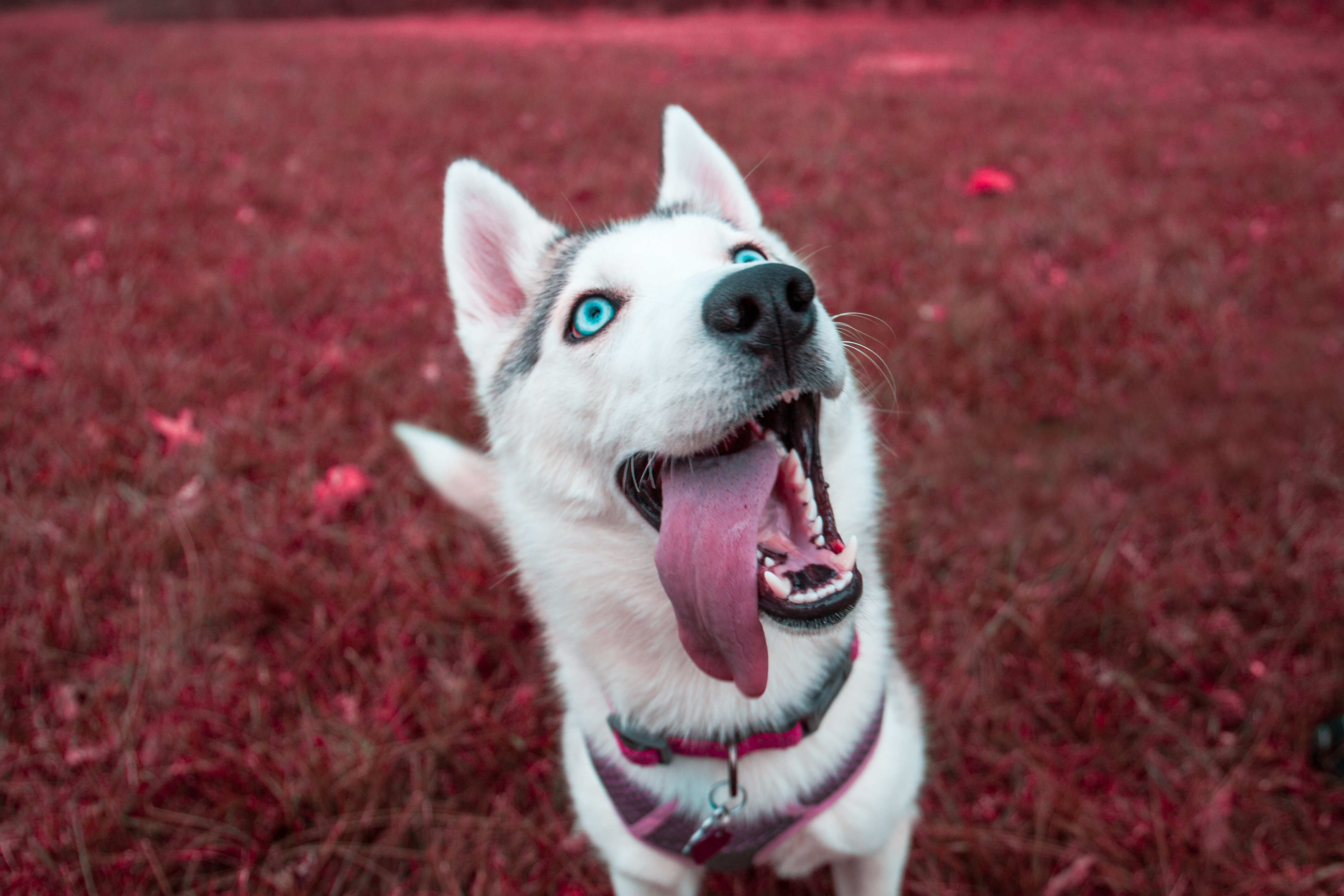 hybrid-481932-unsplash